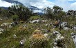 Vista previa de Echinopsis urbis-regum