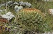 Anteprima di Echinopsis urbis-regum