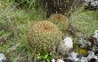 Anteprima di Echinopsis urbis-regum