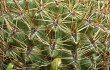 Preview photo Echinopsis urbis-regum