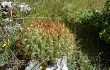 Anteprima di Echinopsis urbis-regum