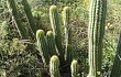 Preview photo Echinopsis volliana