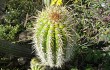 Preview photo Echinopsis volliana