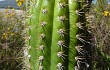 Preview photo Echinopsis volliana