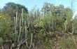 Preview photo Echinopsis volliana