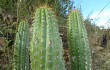 Preview photo Echinopsis volliana