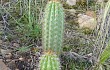 Anteprima di Echinopsis volliana