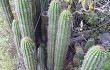 Anteprima di Echinopsis volliana