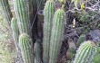 Preview photo Echinopsis volliana