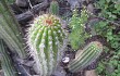 Preview photo Echinopsis volliana