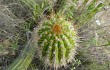 Vista previa de Echinopsis volliana