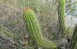 Preview photo Echinopsis volliana