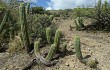 Preview photo Echinopsis volliana