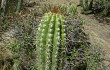 Anteprima di Echinopsis volliana