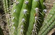 Anteprima di Echinopsis volliana