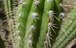 Preview photo Echinopsis volliana