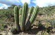 Preview photo Echinopsis volliana