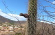 Vista previa de Facheiroa squamosa