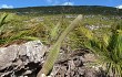 Vista previa de Lagenosocereus luetzelburgii