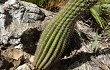 Preview photo Lagenosocereus luetzelburgii