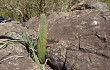 Preview photo Lagenosocereus luetzelburgii