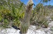 Anteprima di Lagenosocereus luetzelburgii