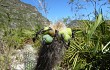 Anteprima di Lagenosocereus luetzelburgii