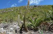 Anteprima di Lagenosocereus luetzelburgii