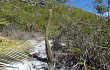 Preview photo Lagenosocereus luetzelburgii