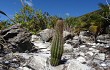 Vista previa de Lagenosocereus luetzelburgii