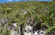 Anteprima di Lagenosocereus luetzelburgii