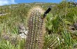 Preview photo Lagenosocereus luetzelburgii