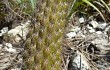 Preview photo Lagenosocereus luetzelburgii