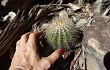 Preview photo Lagenosocereus luetzelburgii