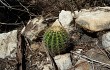 Preview photo Lagenosocereus luetzelburgii