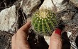 Anteprima di Lagenosocereus luetzelburgii