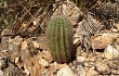 Preview photo Lagenosocereus luetzelburgii