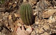 Preview photo Lagenosocereus luetzelburgii