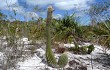 Preview photo Lagenosocereus luetzelburgii