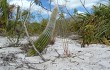 Vista previa de Lagenosocereus luetzelburgii