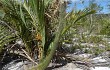 Preview photo Lagenosocereus luetzelburgii