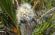 Preview photo Lagenosocereus luetzelburgii