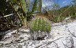 Anteprima di Lagenosocereus luetzelburgii