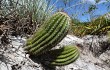 Anteprima di Lagenosocereus luetzelburgii