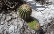 Preview photo Lagenosocereus luetzelburgii