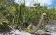 Preview photo Lagenosocereus luetzelburgii