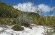 Preview photo Lagenosocereus luetzelburgii