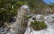 Anteprima di Lagenosocereus luetzelburgii