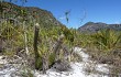 Vista previa de Lagenosocereus luetzelburgii