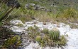 Preview photo Lagenosocereus luetzelburgii